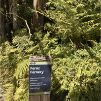 In this photo, there are several bright green ferns with a sign in the foreground that says, "Fernz Fernery."