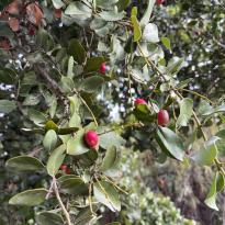 Branches of a peumo tree in Bosque Santiago