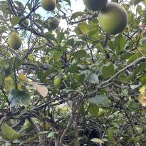 A close-up of the lime tree in my host family's yard.
