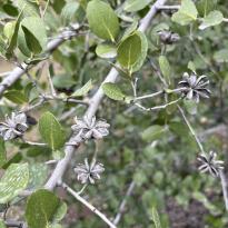 Branches of a quillay tree with its signature star-shaped seeds