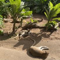 Wallabies lay out in the sun at an animal sanctuary in Cairns 