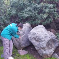 Miya Matsumune, intern at Bosque Santiago, points at a rock in the forest.