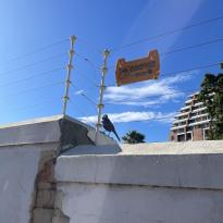 Small black bird perched atop a gate. 