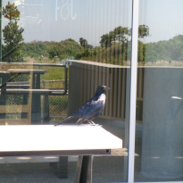 Red-winged starling on a table. 