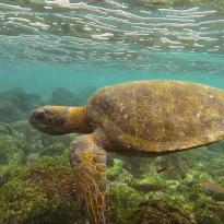 sea turtle while snorkeling