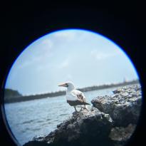 Nazca Booby at Tintoreras