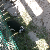 Penguins in the shade at Stony Point Penguin Colony.