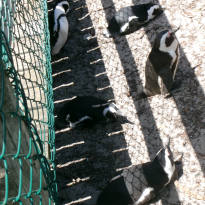 Group of penguins in the shade at Stony Point Penguin Colony. 