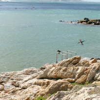Rocky coast at Stony Point Penguin Colony. 