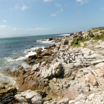 Penguins at the coast at Stony Point Penguin Colony. 
