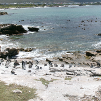 Penguins at the coast at Stony Point Penguin Colony. 