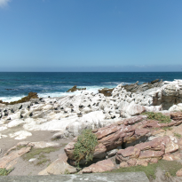 Cape Cormorant nesting on rocks near the coast at Stony Point Penguin Colony. 