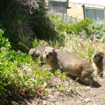 Dassie animal lounging in the greenery by the beach. 