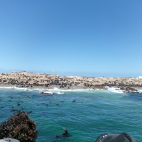 Geyser Island -- home to SO many seal. 