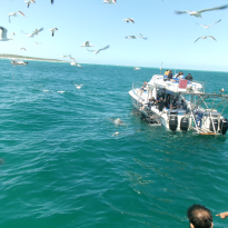 Picture at Shark Alley where people are cage diving with sharks. 