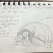 tortoise drawing in my journal