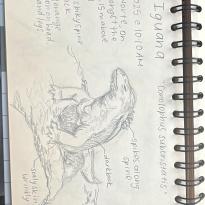land iguana drawing in my journal