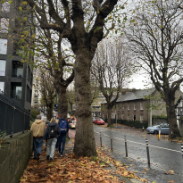 Fallen leaves on a sidewalk