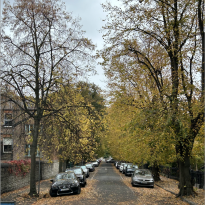 Trees lining a street