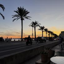 Photo of a street lined with palm trees