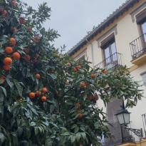 An orange tree against an apartment.