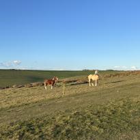 Wild Ponies at Seven Sisters Cliffs
