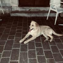 One of Calitri's dogs laying down for the night on the patio of a cafe