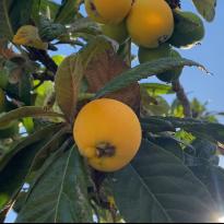 A close-up of a lemon tree