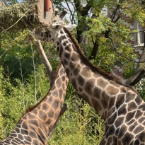 Giraffes at Ecoparque 