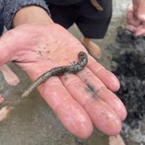 hand with palm facing up, holding a large worm