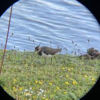 A small brown bird taken through a binocular lens