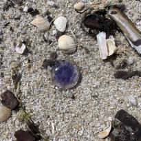 Purple Jellyfish on the sand, surrounded by small rocks and shells