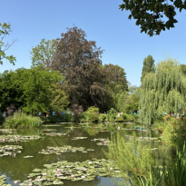 A green landscape with a pond filled with water lilies