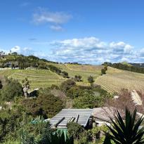 A wide-shot of the Obsidian Vineyard on Waiheke island.