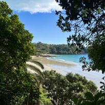 A look at palm beach through the trees.