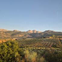 A view of the countryside with a field of olive trees and hills against a blue sky
