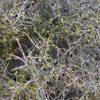 A close-up photo of a mānuka bush