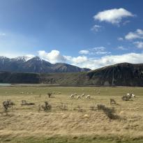 A photo taken from the bus of sheep and large mountains behind.