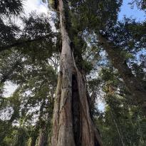 A massive rātā tree.