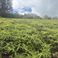 A large bed of ferns.