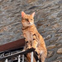 Cat from Andorra