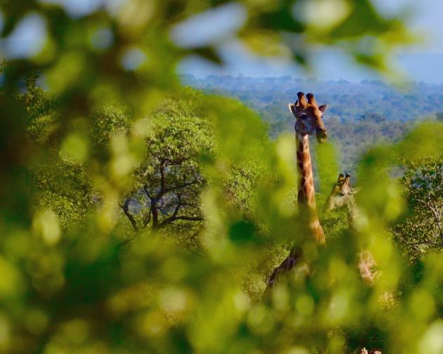 giraffes among the treetops in South Africa
