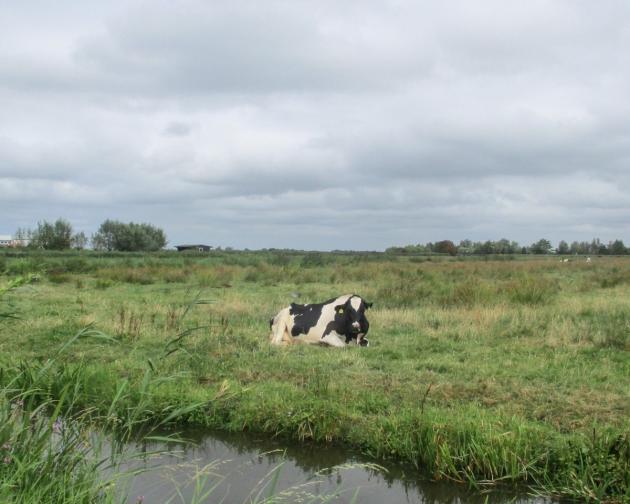 A cow laying in the grass and a cloudy sky in the background in Amsterdam