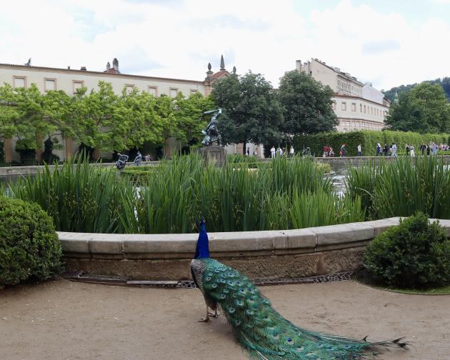 Peacock staring out at water