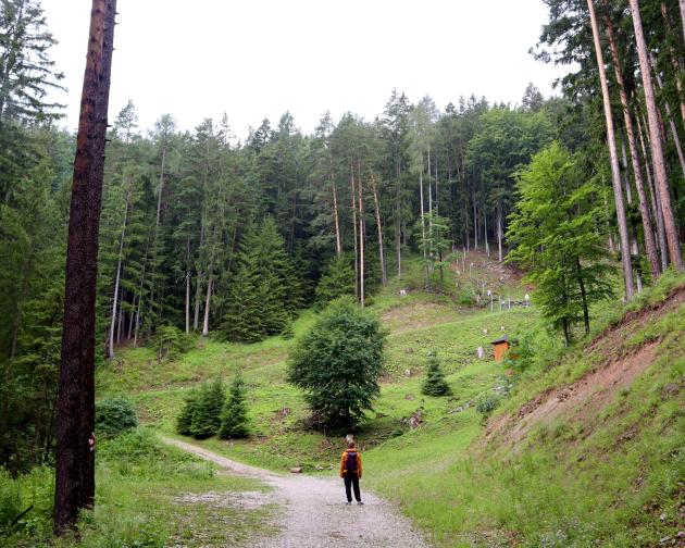 Man standing in front of trees