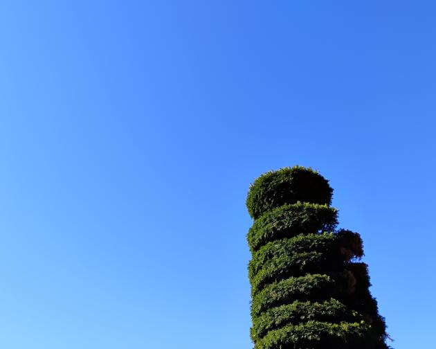 A tall, spiral-trimmed evergreen shrub against a clear blue sky.  The plant has been pruned into stacked, rounded tiers that twist slightly as they rise.  The foliage is dense and dark green with a few lighter patches on the right side.  The sky is bright, cloudless, and fills most of the image, with the shrub positioned on the lower right. Summary provided by Be My Eyes AI.