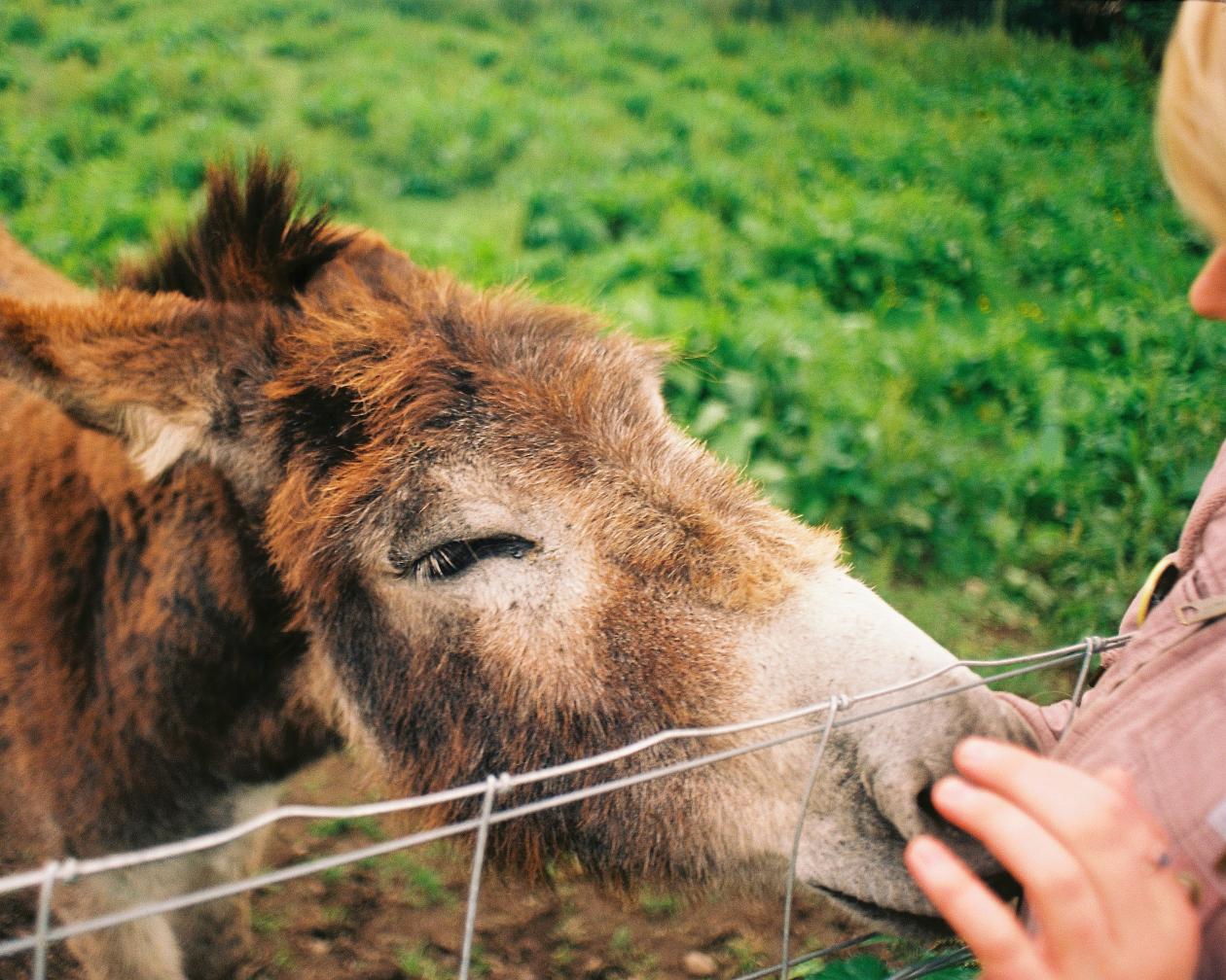 A pony sniffs a student's hands through wire fence at Causey Farm in Ireland.