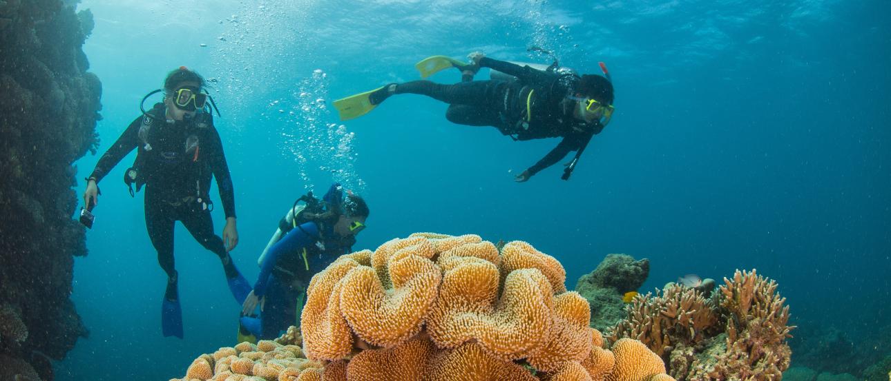 Three students scuba dive off the Great Barrier Reef in Australia, where they're exploring some yellow coral.