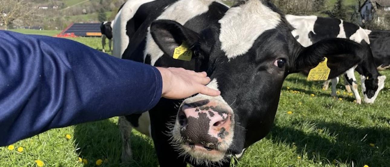 A hand reaches to pet the nose of a black and white cow