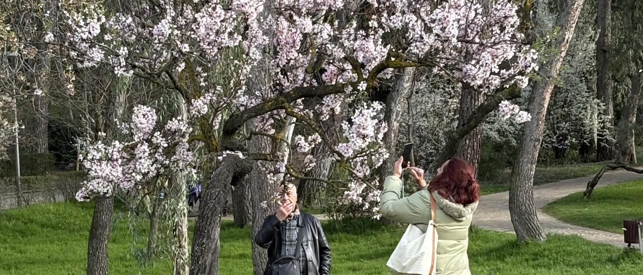 Cherry blossom tree and two people next to it, one taking a picture of the tree and the other looking at it. 